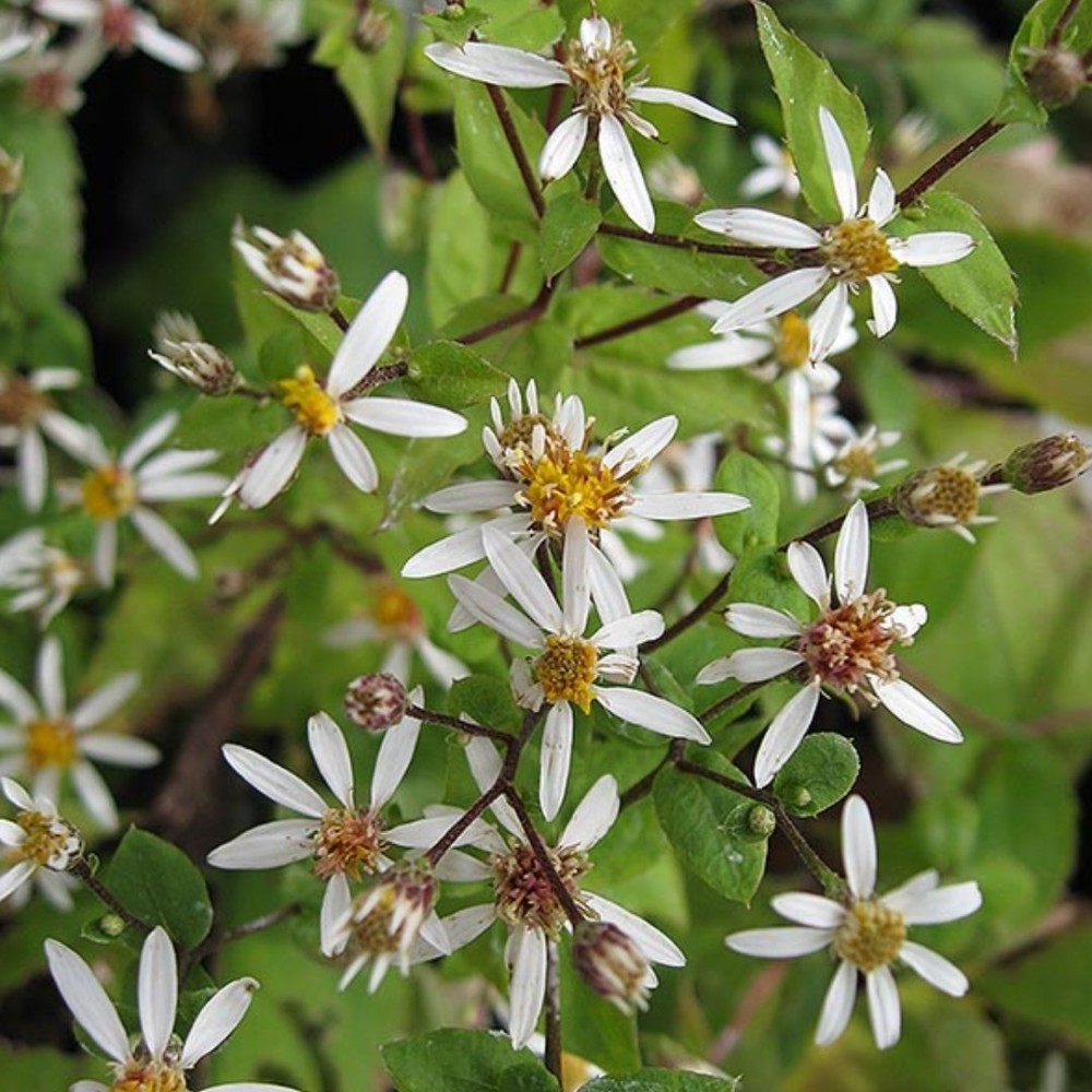 Aster / Astras EASTERN STAR