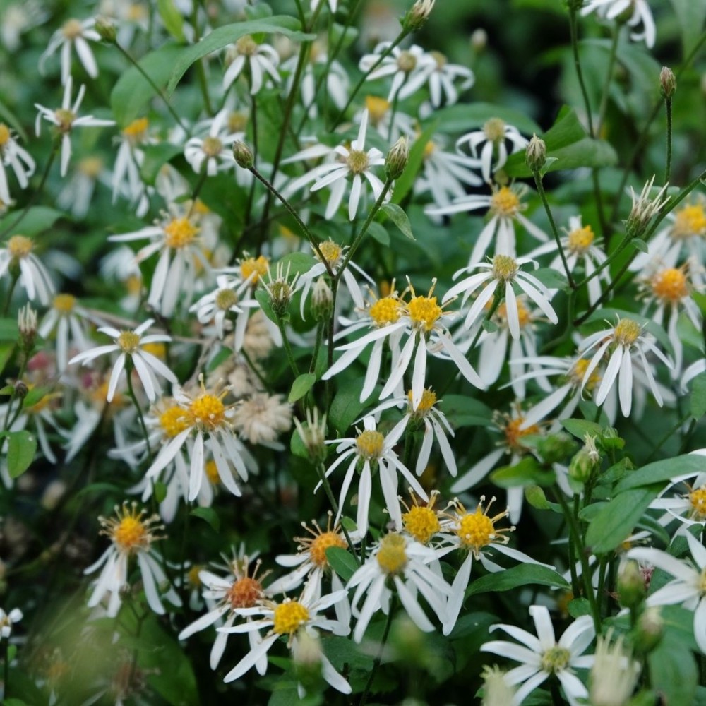 Aster / Astras EASTERN STAR