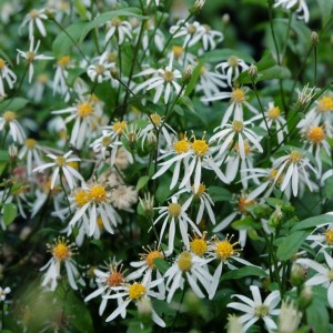 Aster / Astras EASTERN STAR