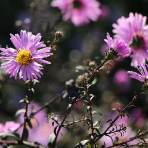 Aster / Astras plikasis GLOW IN THE DARK