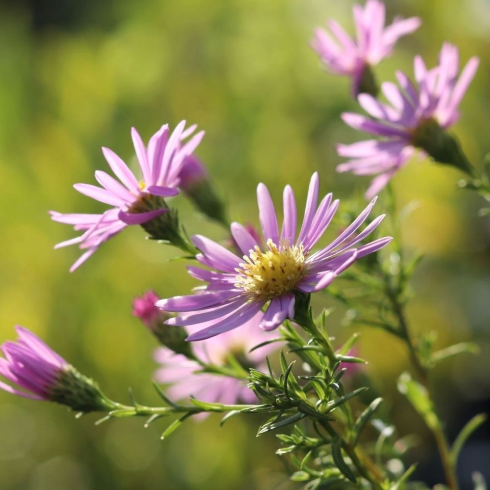 Aster / Astras plikasis GLOW IN THE DARK