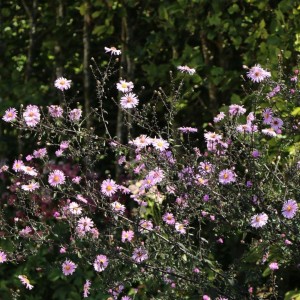 Aster / Astras plikasis GLOW IN THE DARK