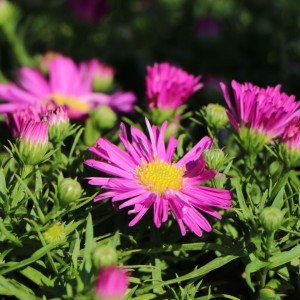 Aster / Astras GRANAT