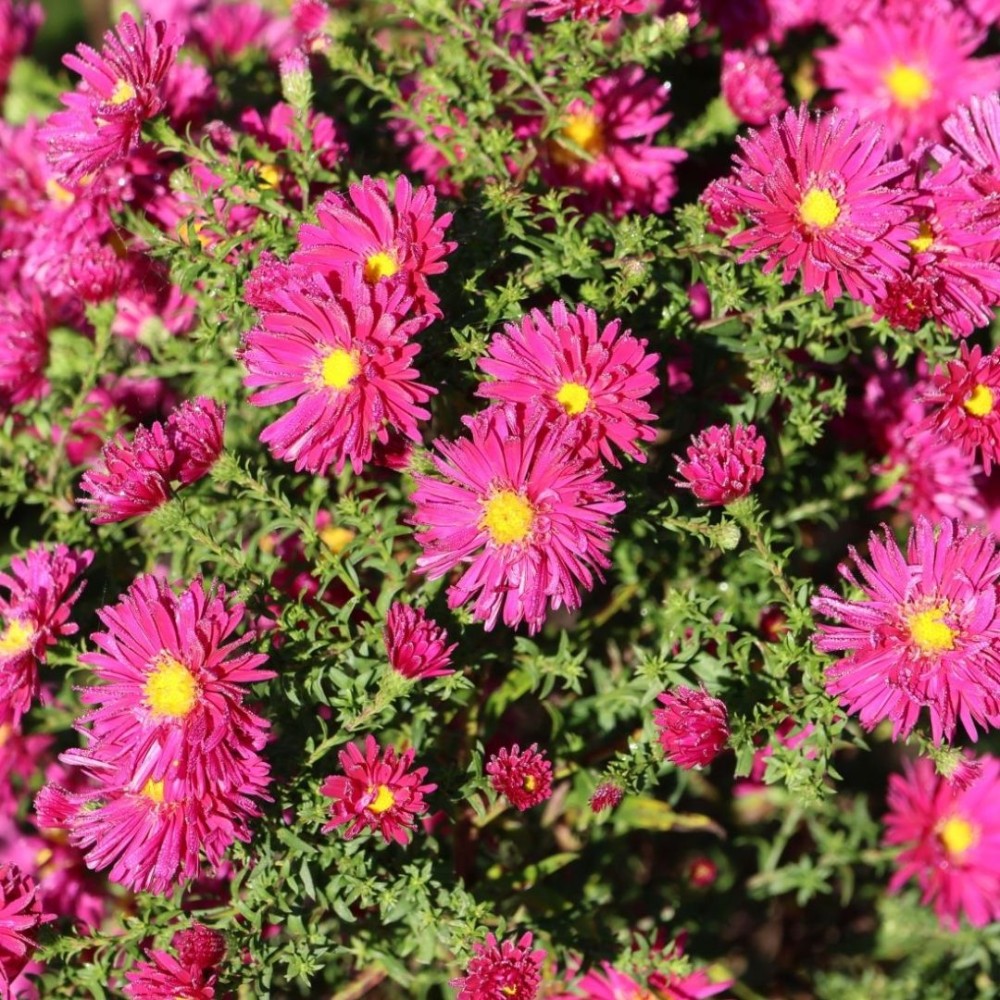 Aster / Astras GRANAT