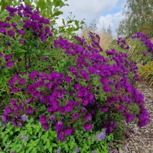Aster / Astras HELEN PICTON