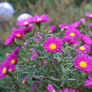 Aster / Astras ISLAND BAHAMAS