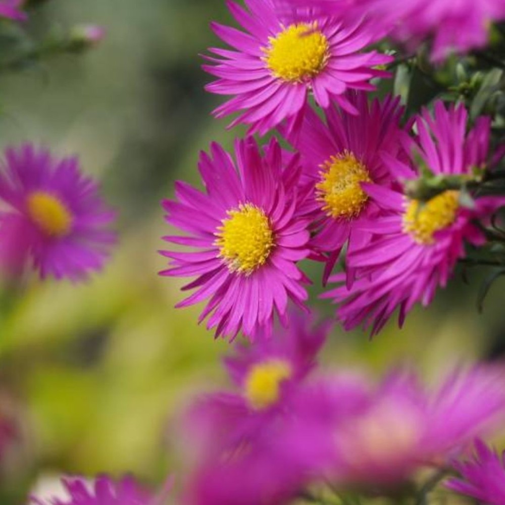 Aster / Astras ISLAND BAHAMAS