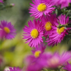 Aster / Astras ISLAND BAHAMAS