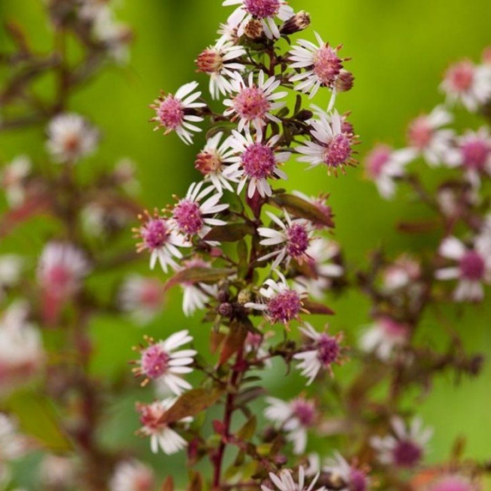 Aster / Astras LADY IN BLACK