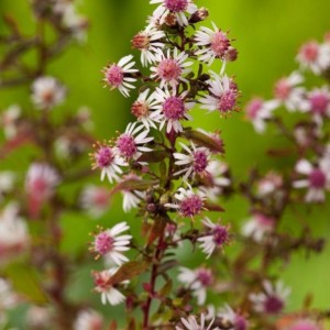 Aster / Astras LADY IN BLACK