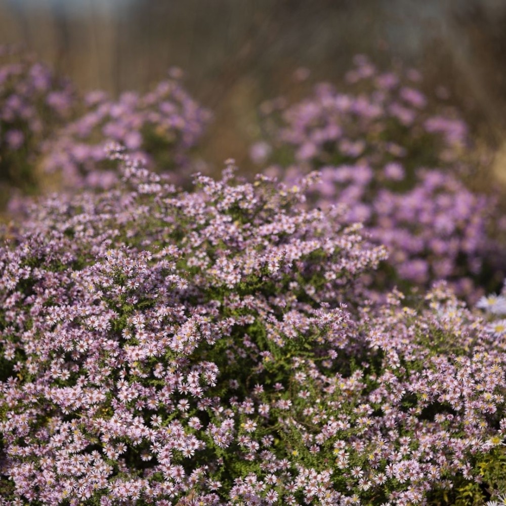 Aster / Astras LOVELY