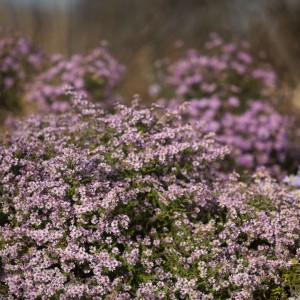 Aster / Astras LOVELY