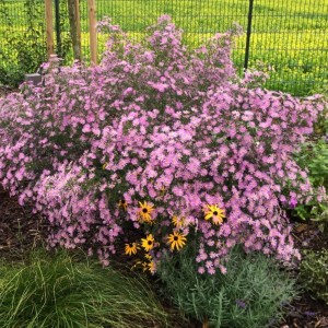 Aster / Astras LOVELY