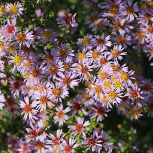 Aster / Astras LOVELY