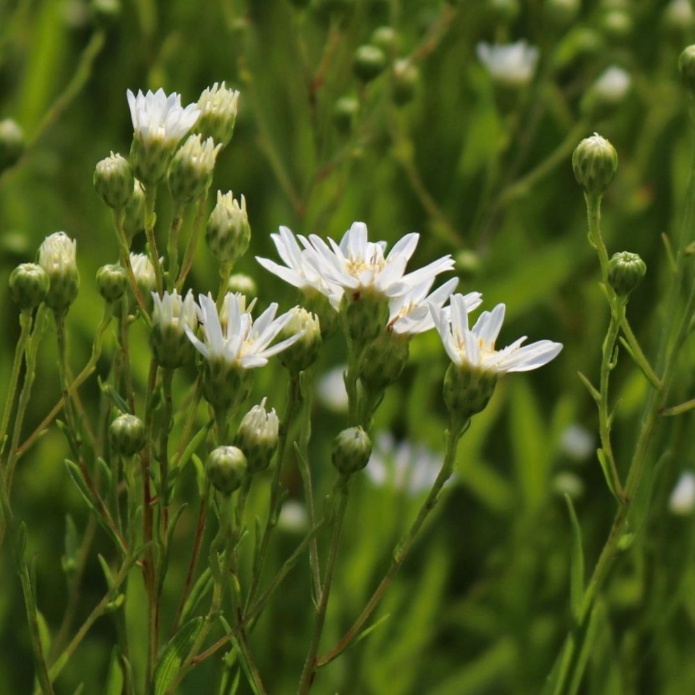 Aster / Astras MAJOR