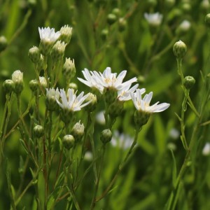 Aster / Astras MAJOR