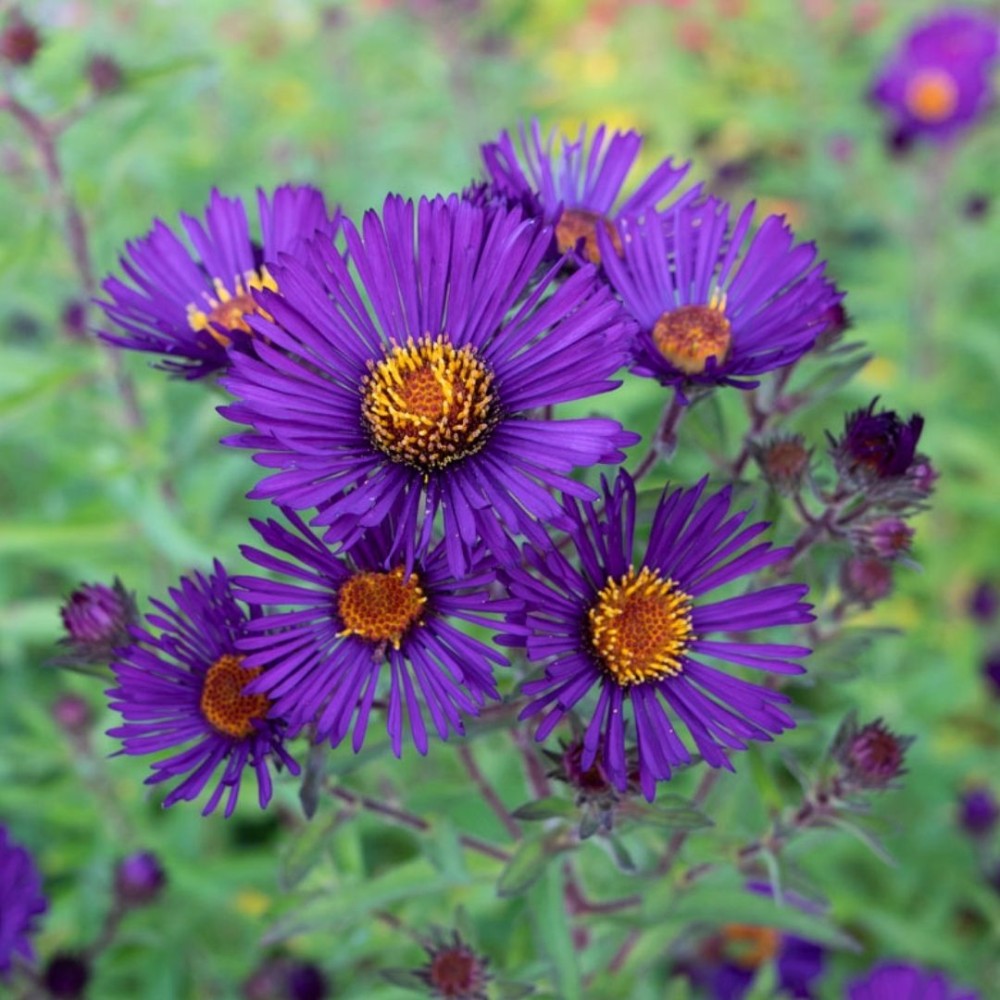 Aster novae-angliae / Šiurkščialapis astras NACHTAUGE