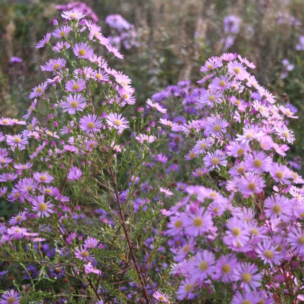 Aster / Astras PINK STAR