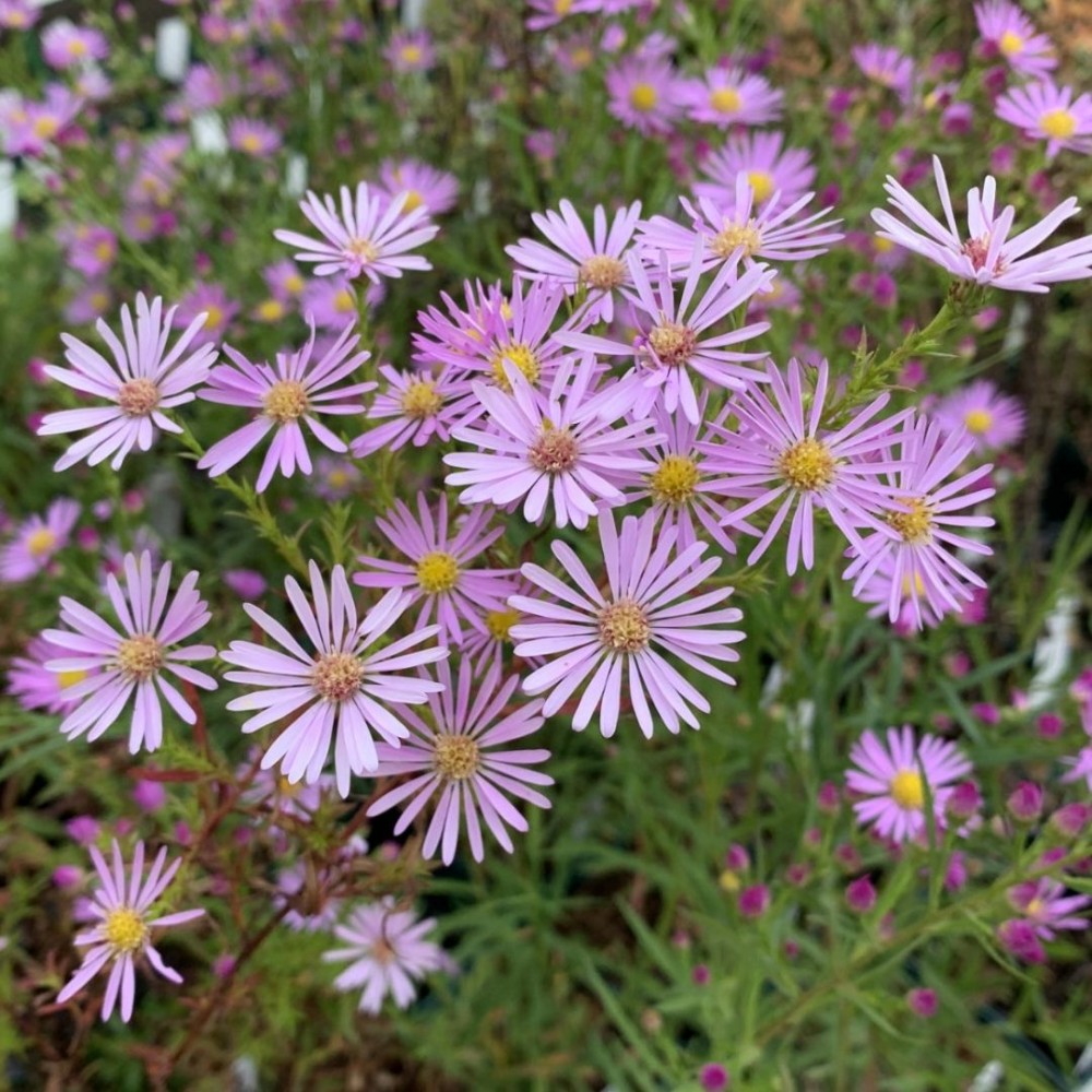 Aster / Astras PINK STAR