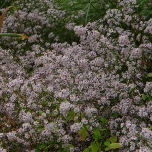 Aster / Astras PRIMROSE PATH