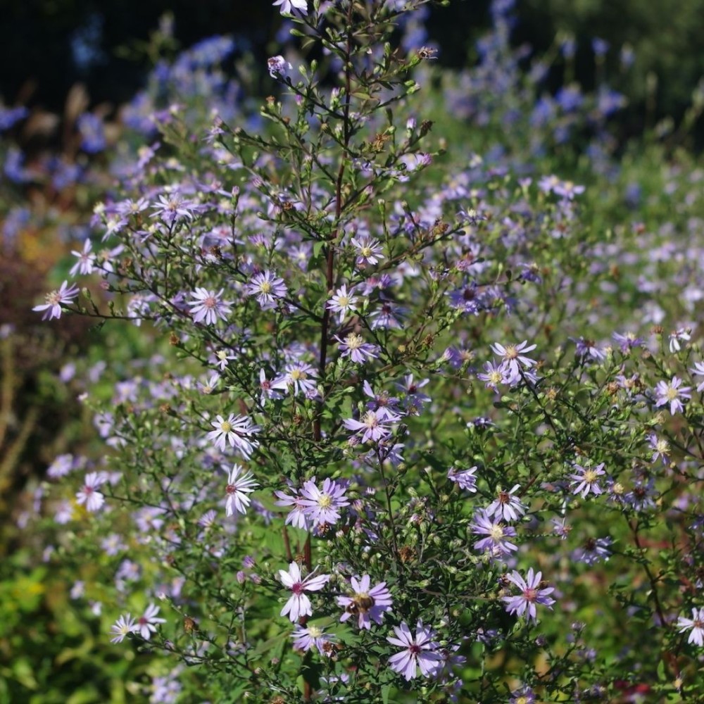 Aster / Astras PRIMROSE PATH