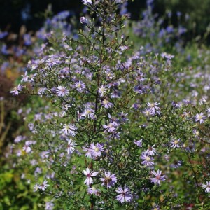 Aster / Astras PRIMROSE PATH