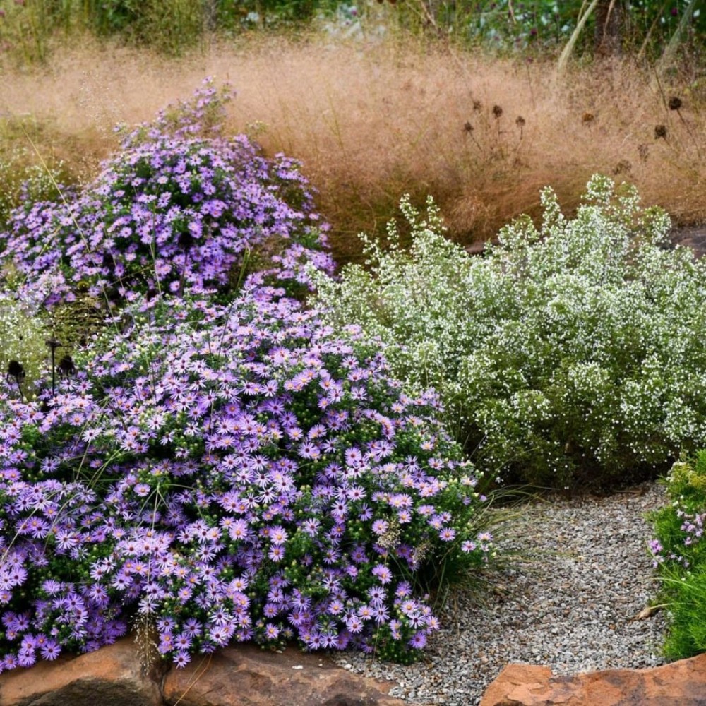 Aster / Astras RAYDON‘S FAVORITE