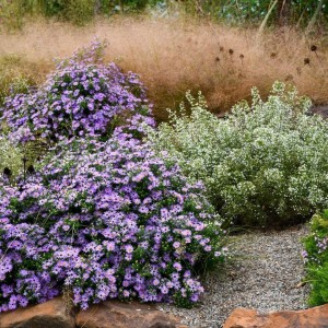 Aster / Astras RAYDON‘S FAVORITE