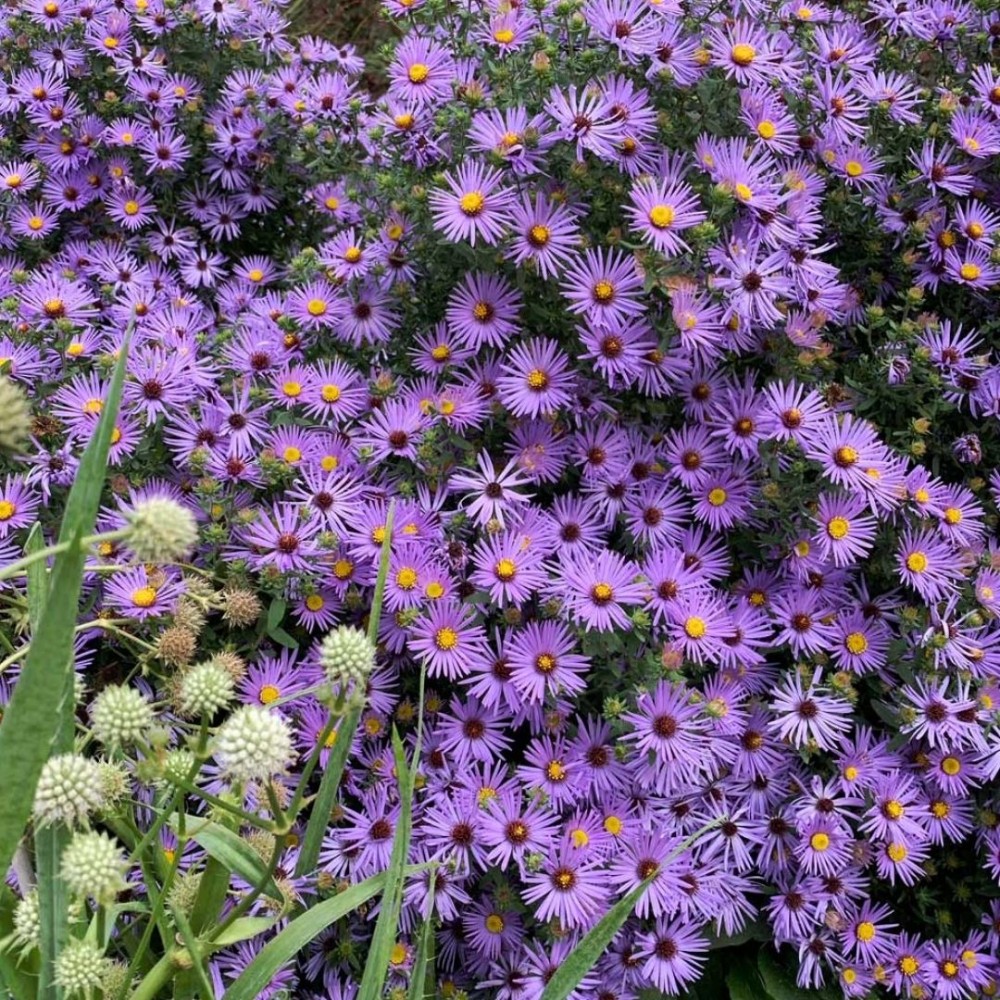 Aster / Astras RAYDON‘S FAVORITE