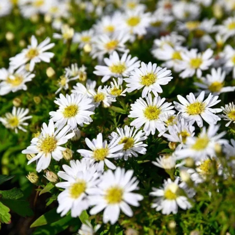 Aster / Astras SCHNEEKISSEN