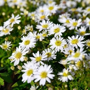 Aster / Astras SCHNEEKISSEN