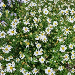 Aster / Astras SCHNEEKISSEN