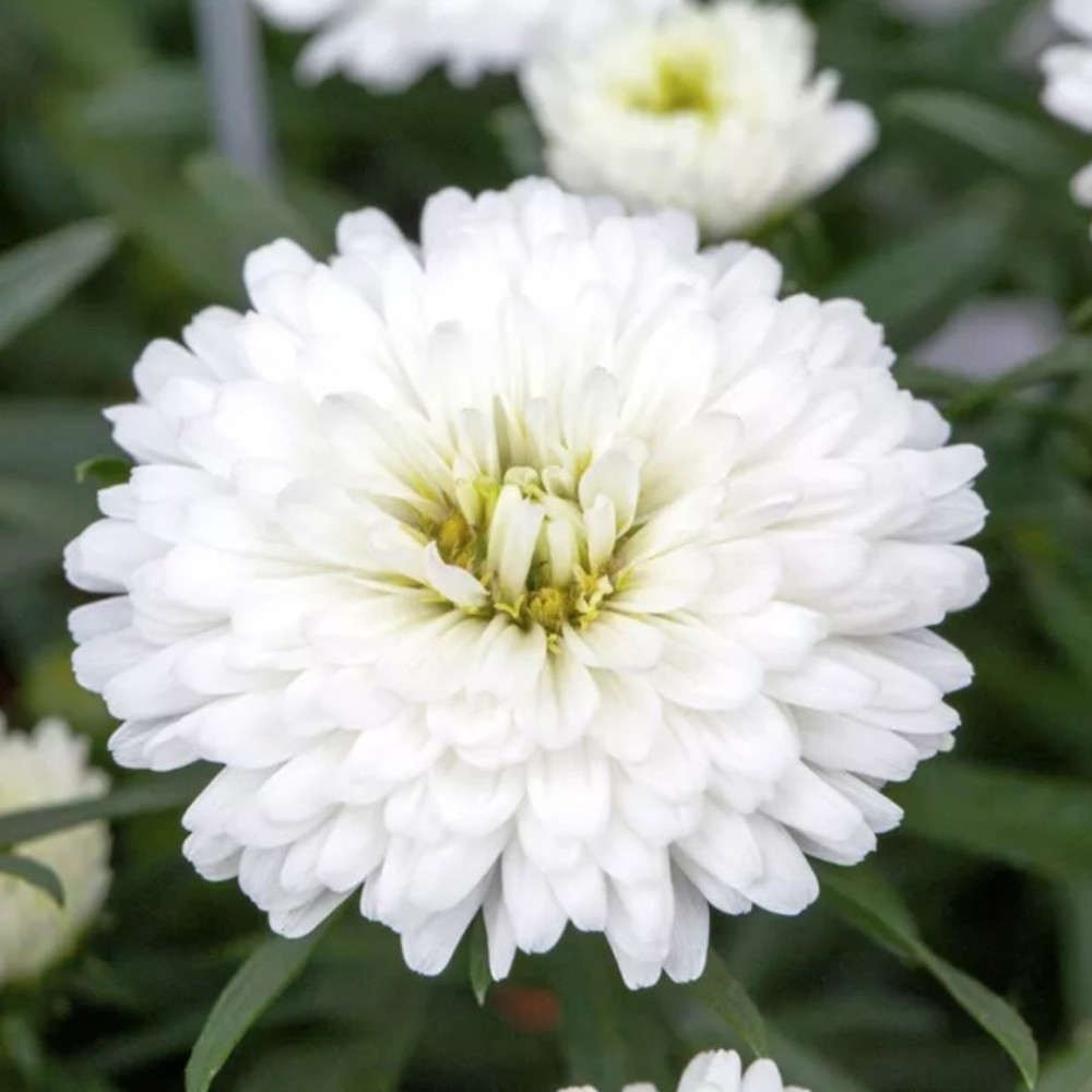 Aster / Astras Showmakers® SNOW WHITE