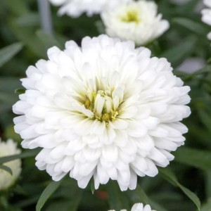 Aster / Astras Showmakers® SNOW WHITE