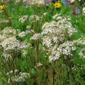 Aster / Astras WEISSER ZWERG