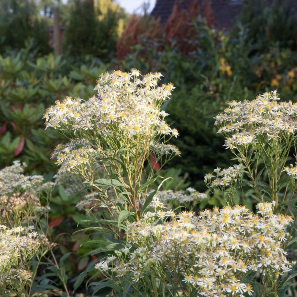 Aster / Astras WEISSER ZWERG