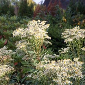 Aster / Astras WEISSER ZWERG