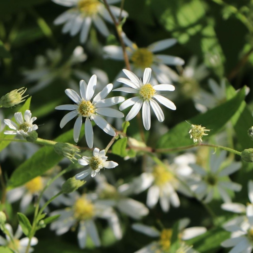 Aster / Astras WEISSER ZWERG