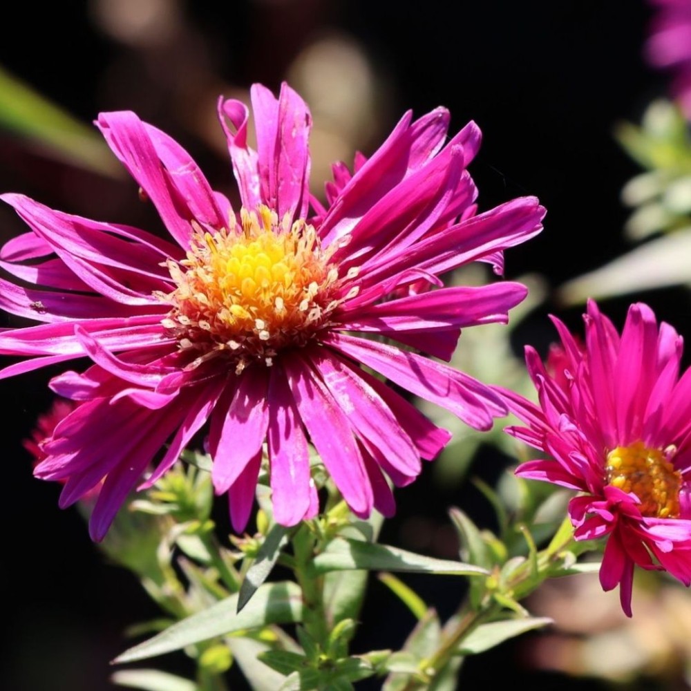 Aster / Astras WINSTON CHURCHILL