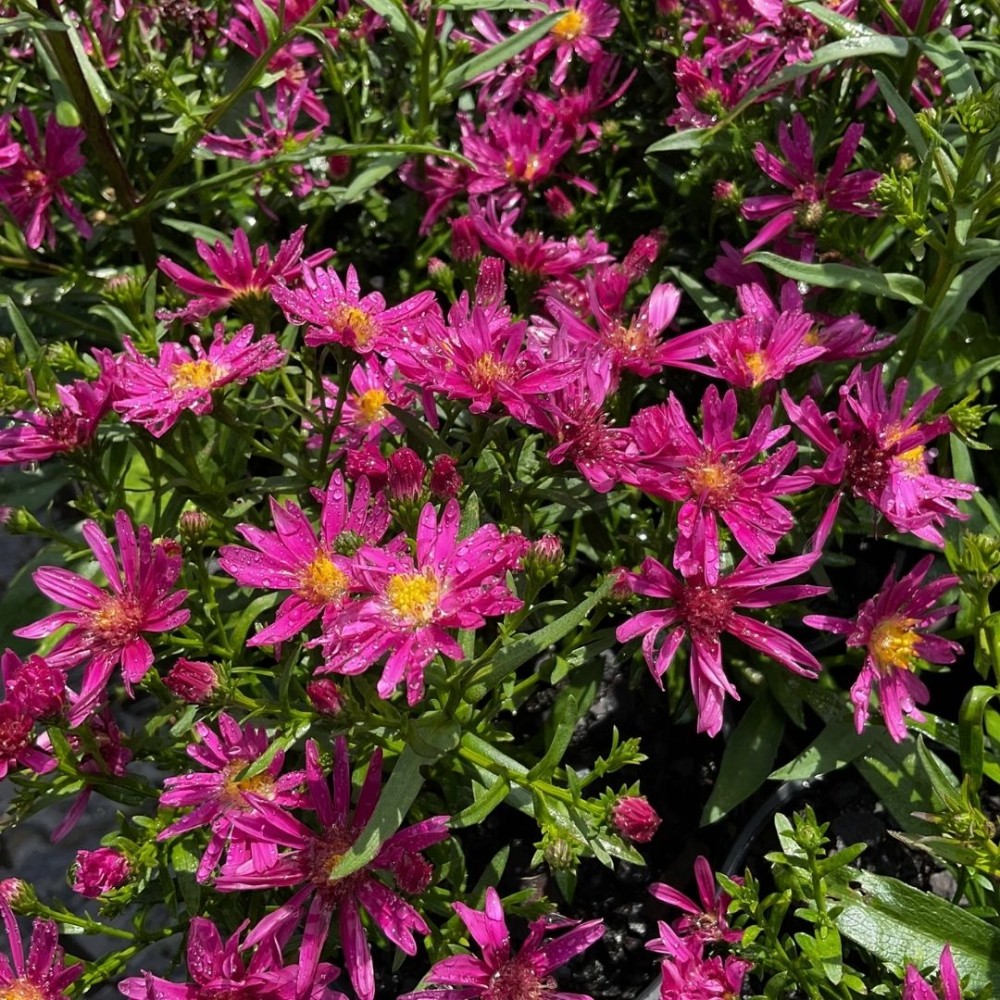 Aster / Astras WINSTON CHURCHILL