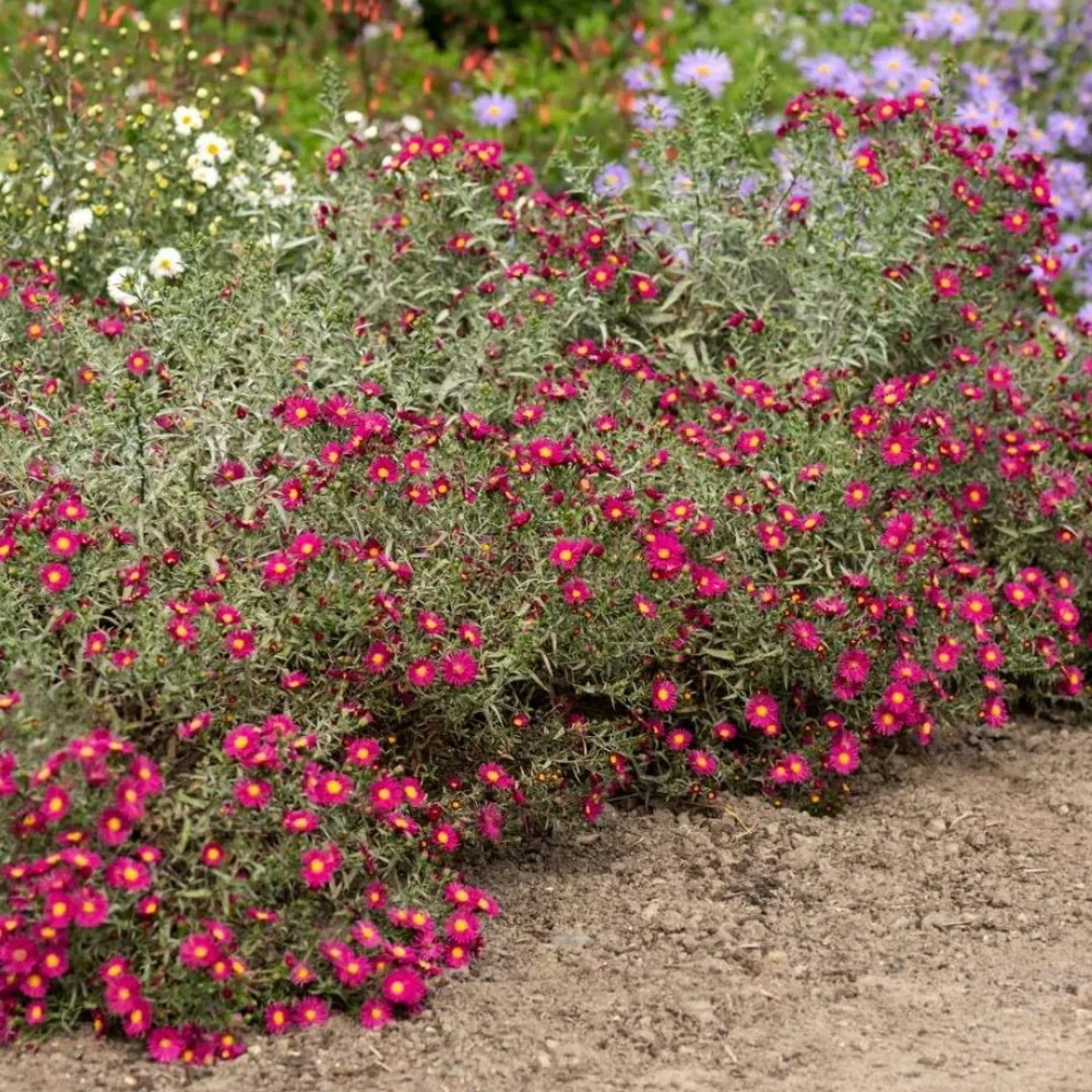 Aster / Astras WINSTON CHURCHILL