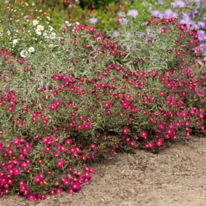 Aster / Astras WINSTON CHURCHILL