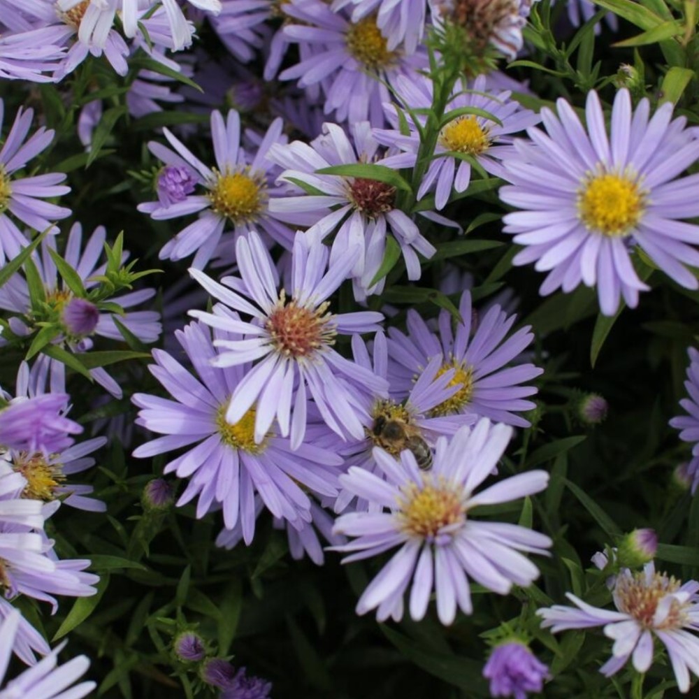 Aster / Astras ZWERGENHIMMEL