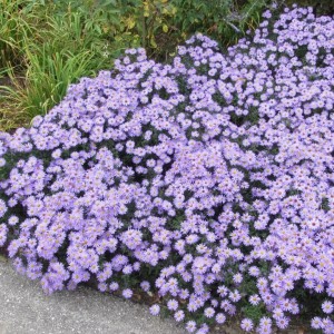 Aster / Astras ZWERGENHIMMEL