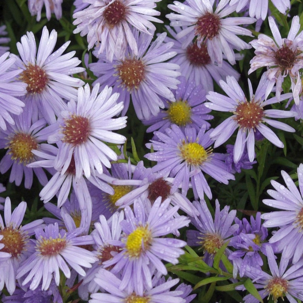 Aster / Astras ZWERGENHIMMEL