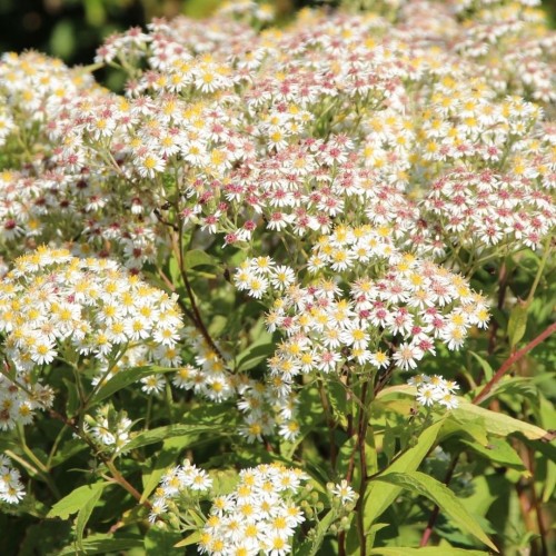 Aster / Astras AGLENI