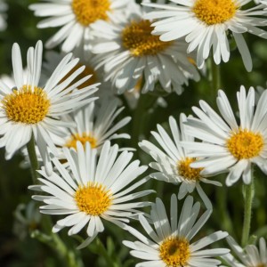 Aster / Astras ALBUS