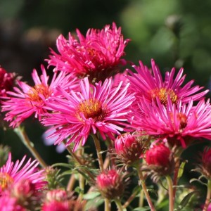 Aster / Astras ALMA POTSCHE