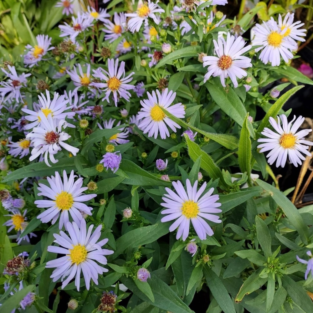 Aster / Astras ALTWEIBERSOMMER