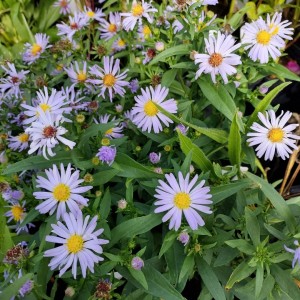 Aster / Astras ALTWEIBERSOMMER